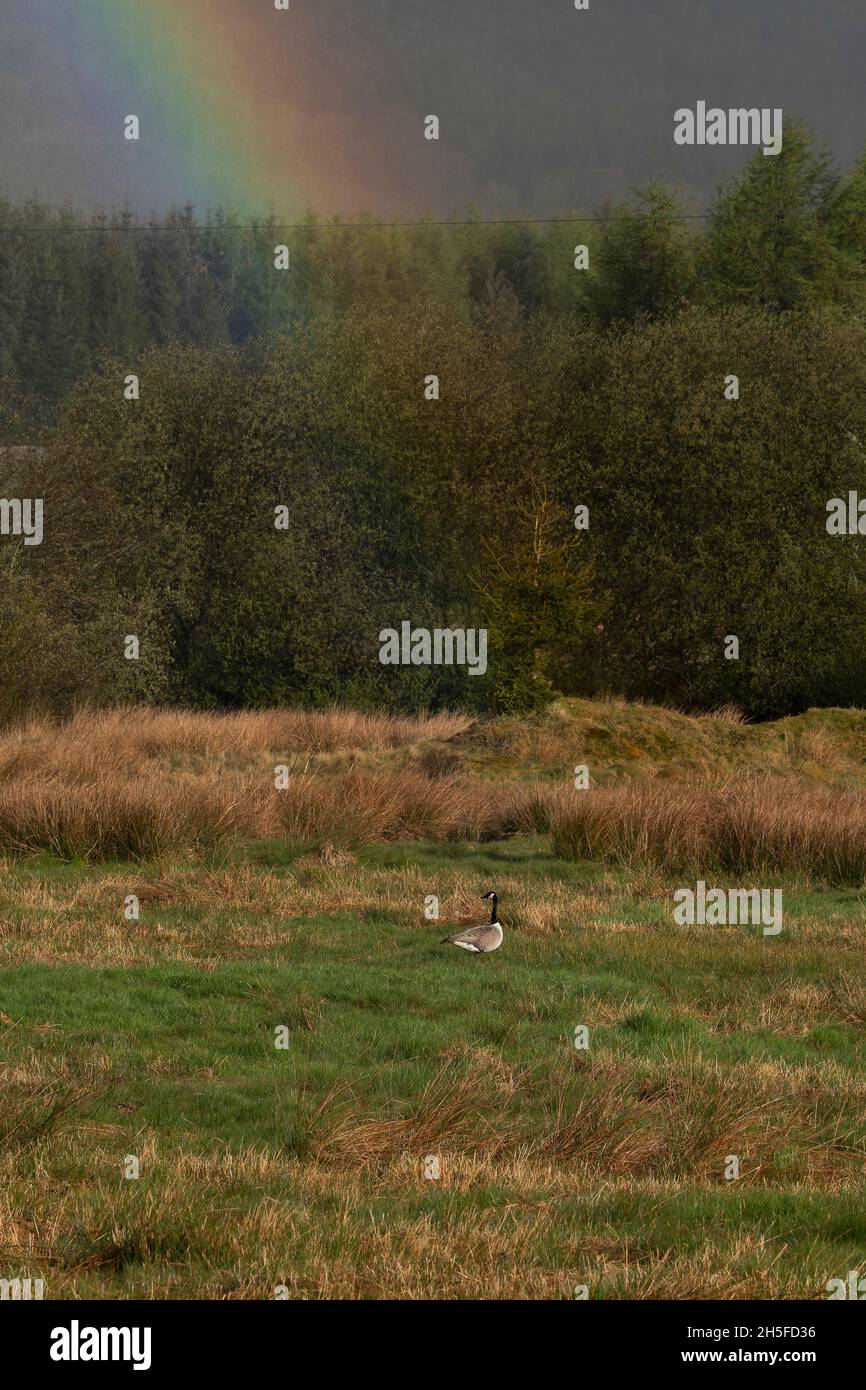 Goose Canada (Branta canadensis), auf dem Feld stehend mit Regenbogen über dem Kopf, Dumfries, SW Schottland Stockfoto