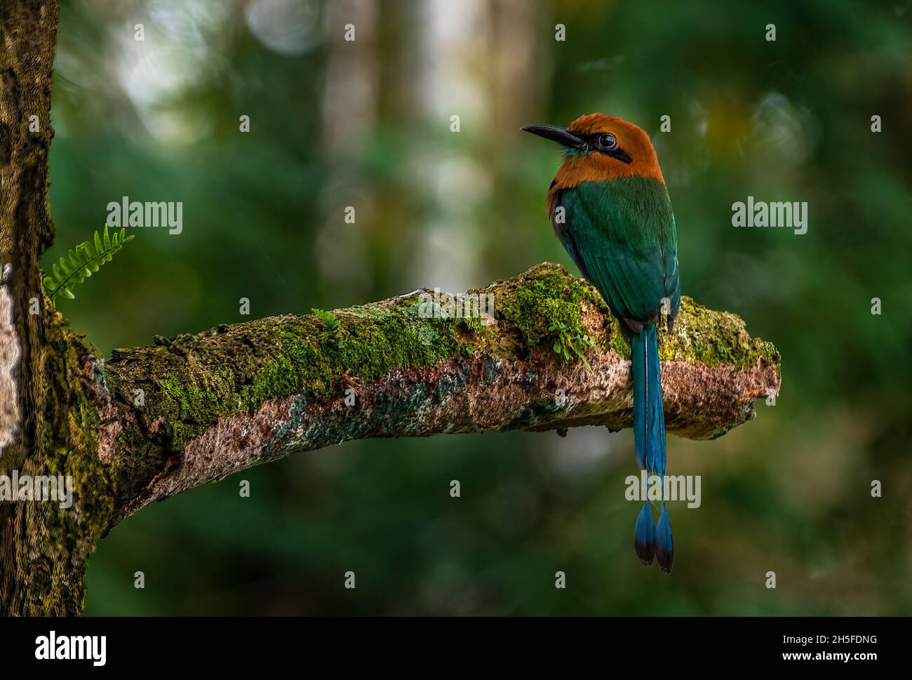 Broad-billed motmot Electron platyrhynchum thront auf einem Baum im Regenwald Stockfoto