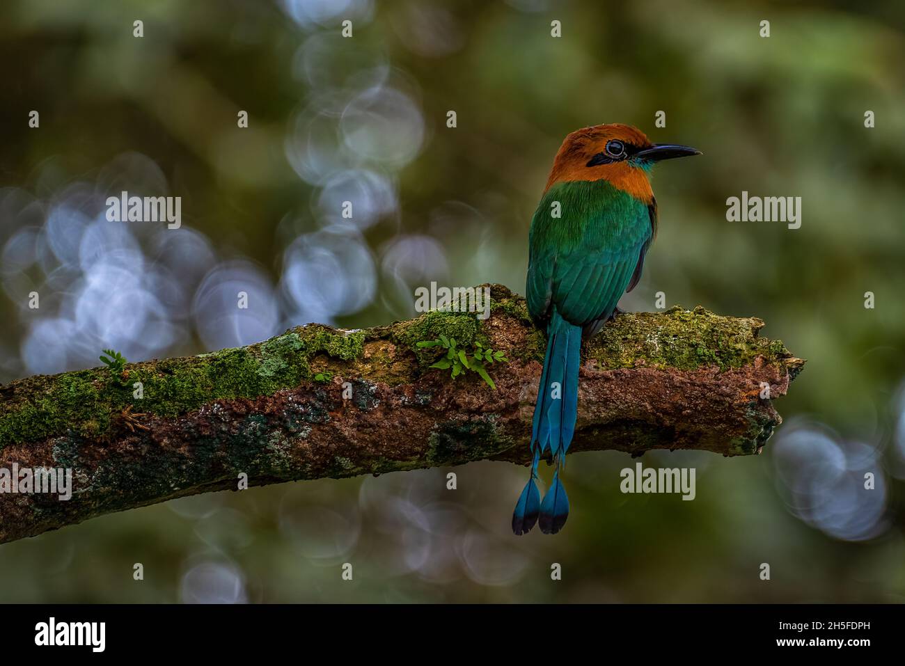 Broad-billed motmot Electron platyrhynchum thront auf einem Baum im Regenwald Stockfoto