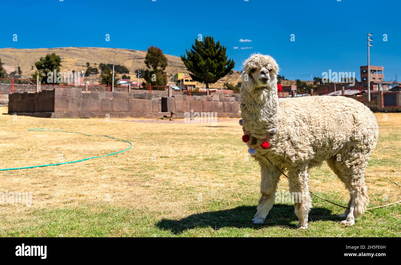 Alpaca im Inca Uyo Fruchtbarkeitstempel in Chucuito, Peru Stockfoto