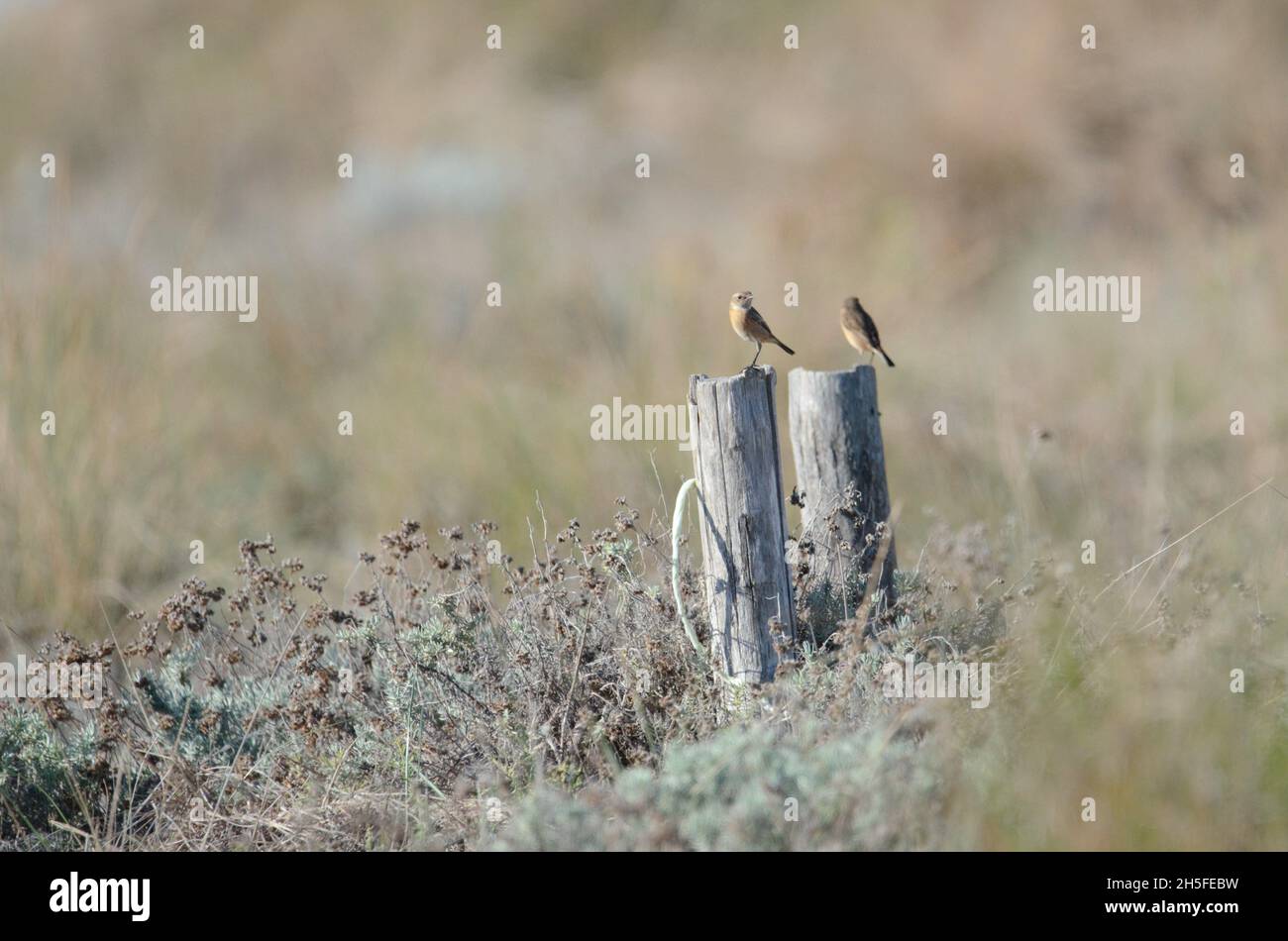 Zwei kleine Vögel, die auf zwei Polen ruhen, in der Natur der Dünen von Marina di Vecchiano, Pisa, Toskana, Italien. Pflanzenfarben typisch für den Herbst mont. Stockfoto