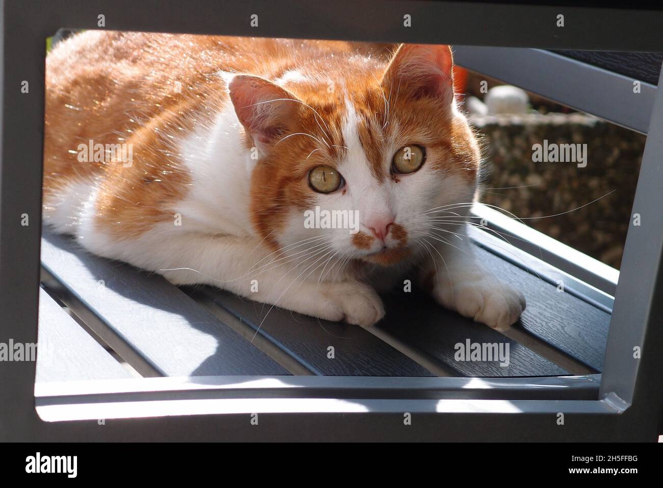 Katze liegt auf einer Bank und beobachtet, was um sie herum passiert Stockfoto