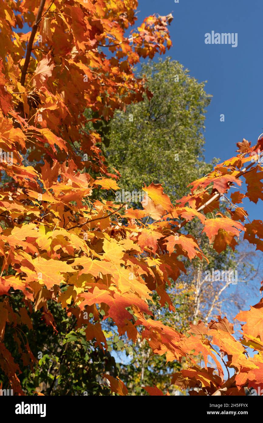 Herbst, Herbstfarben, Ahornblätter und blauer Himmel Stockfoto