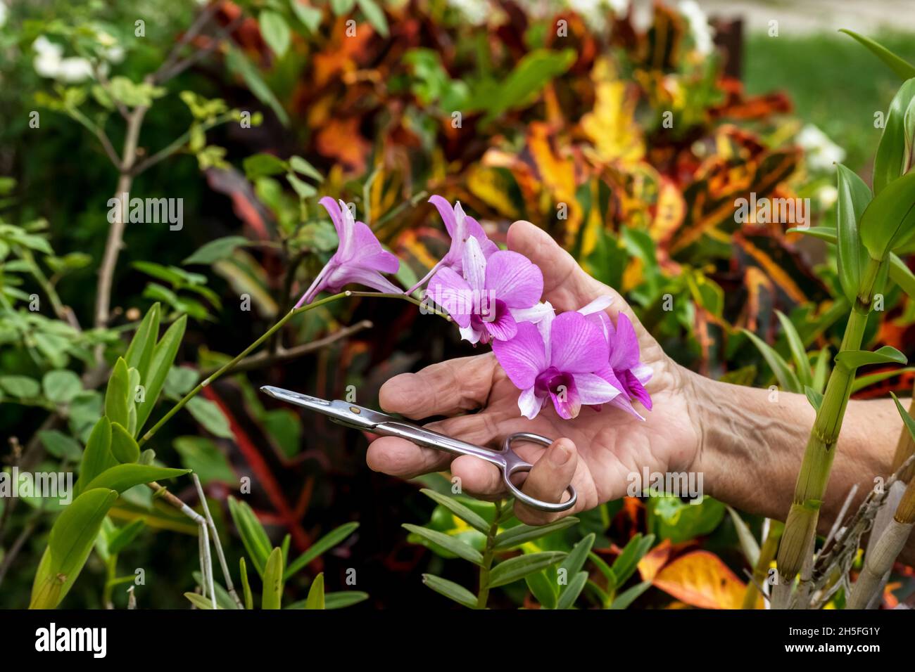 Die Hand einer älteren lateinischen Frau, die kurz vor dem Ergreifen der purpurnen Blüten einer Orchideenpflanze steht, hat eine Schere in der Hand, sie sichert sie mit ihrem Litt Stockfoto