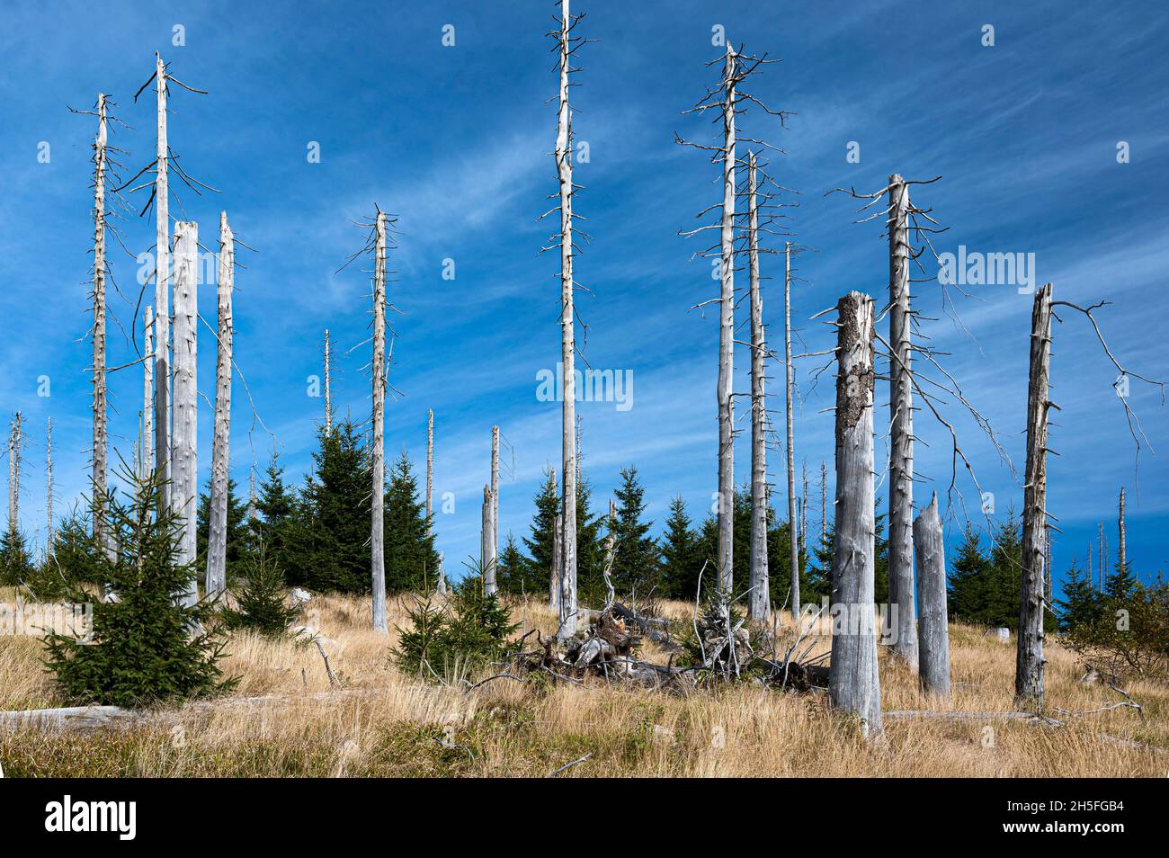 Tote Fichten mit Jungwuchs auf dem Dreissesselberg im Naturschutzgebiet Hochwald des Bayerischen Waldes in der Stadt. Freyung-Grafenau am 01-10.2021. Stockfoto