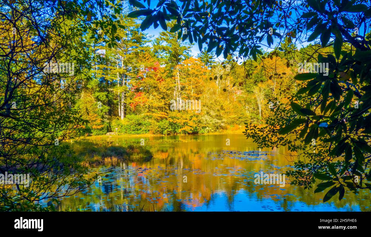 Herbstfarbe in Highlands Botanical Gardens in Highlands in Macon County North Carolina USA Stockfoto