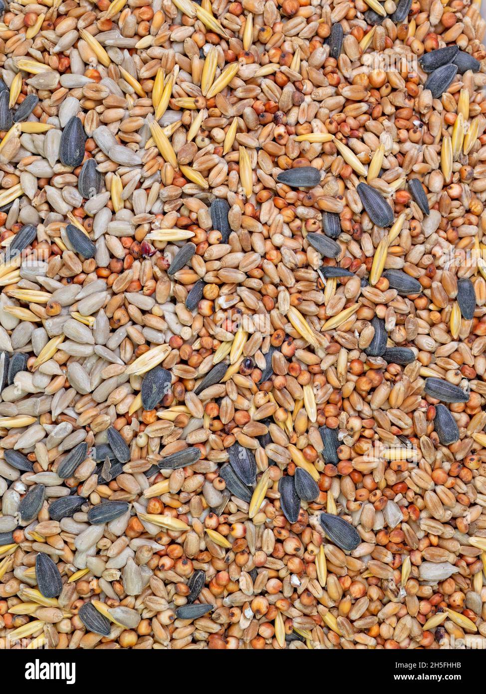 Gemischtes Winterfutter für Vögel Stockfoto