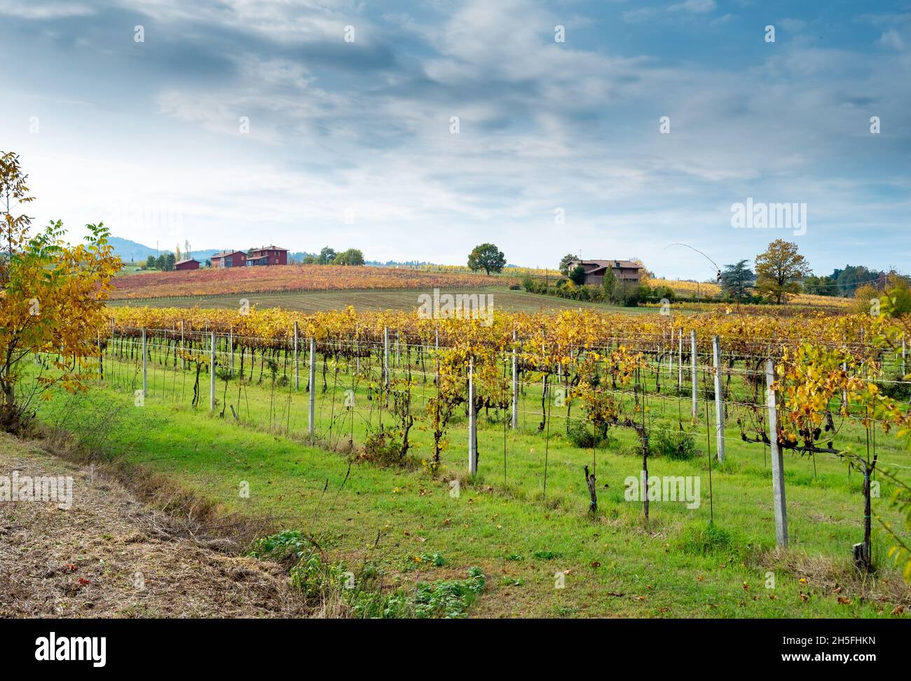 Herbstliche Weinberge auf den sanften Hügeln der Landschaft von Bologna. Crespellano, Provinz Bologna, Emilia-Romagna, Italien Stockfoto