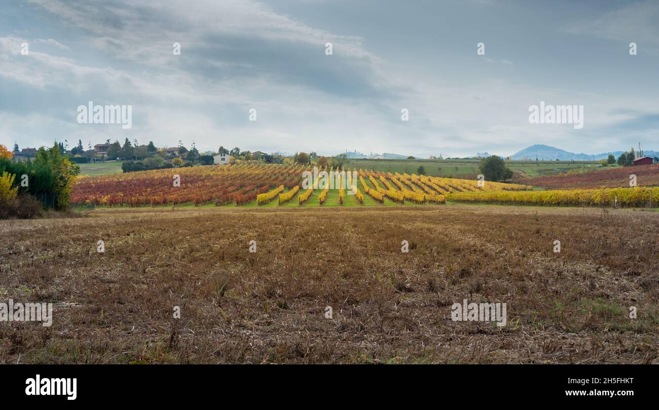 Herbstliche Weinberge und geerntete Maisfelder auf den sanften Hügeln der Landschaft von Bologna. Crespellano, Provinz Bologna, Emilia-Romagna, Italien Stockfoto