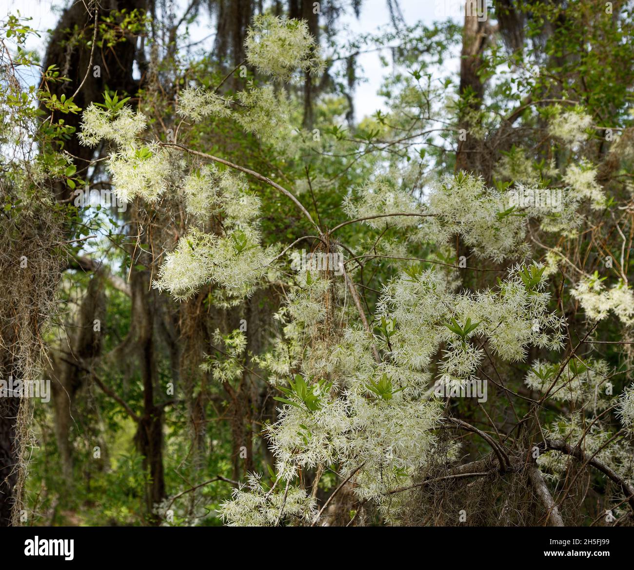 Weiße Blüten auf Baum, dünne Blütenblätter, anmutig, zart, Natur, Spirit of the Suwannee Music Park, Florida, Live Oak, FL, Spring, Horizontal Stockfoto