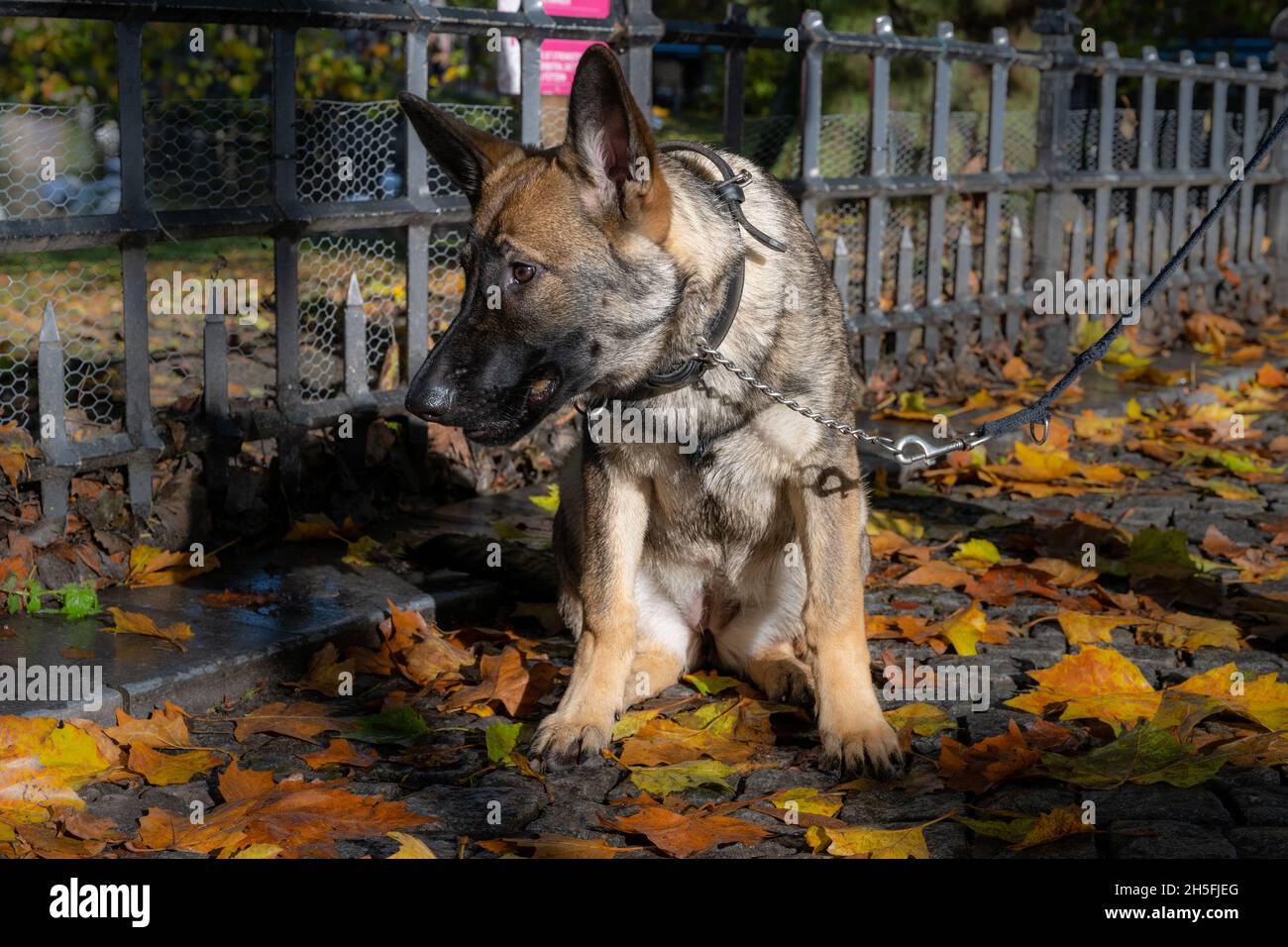 Ein fünf Monate alter Schäferhund-Welpe zwischen roten und orangefarbenen Herbstblättern Stockfoto