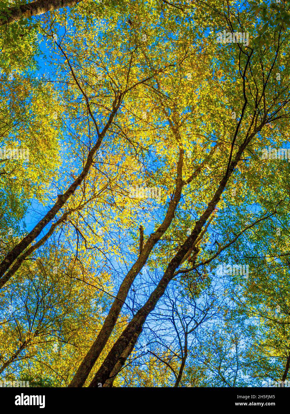 Blick auf frühmorgens gefärbte Bäume mit blauem Himmel im Great Smoky Mountains National Park in North Caroilina USA Stockfoto