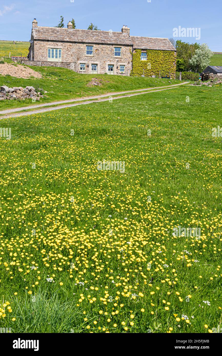 Ein Feld mit Butterblumen Anfang Juni vor einem alten Bauernhaus aus Stein an den Pennines in der Nähe von St. Johns Chapel, County Durham UK Stockfoto