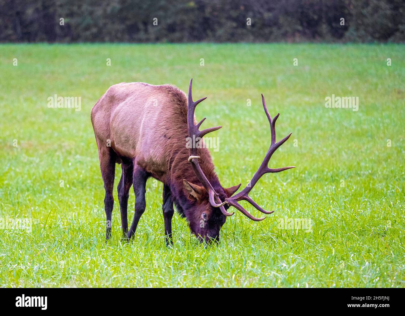 Ein einzelner männlicher Elch oder Manitoban Elch, auf einem Feld in der Nähe des Oconaluftee Besucherzentrums im Great Smoky Mountains National Park in North Carolina, USA Stockfoto