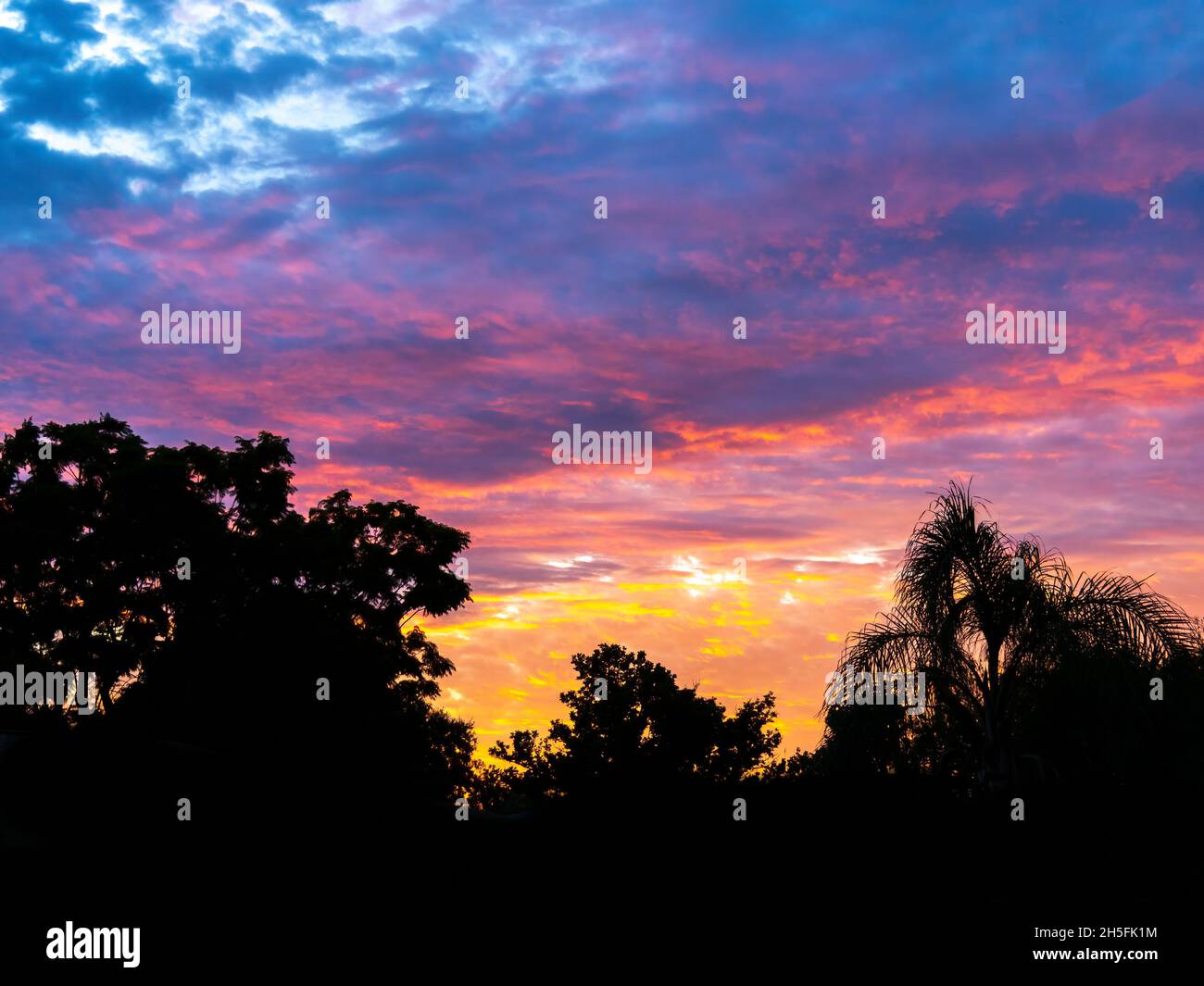 Farbenprächtiger magenta-oranger und gelber Sonnenaufgang mit Bäumen im Vordergrund über dem Südwesten von Florida USA Stockfoto