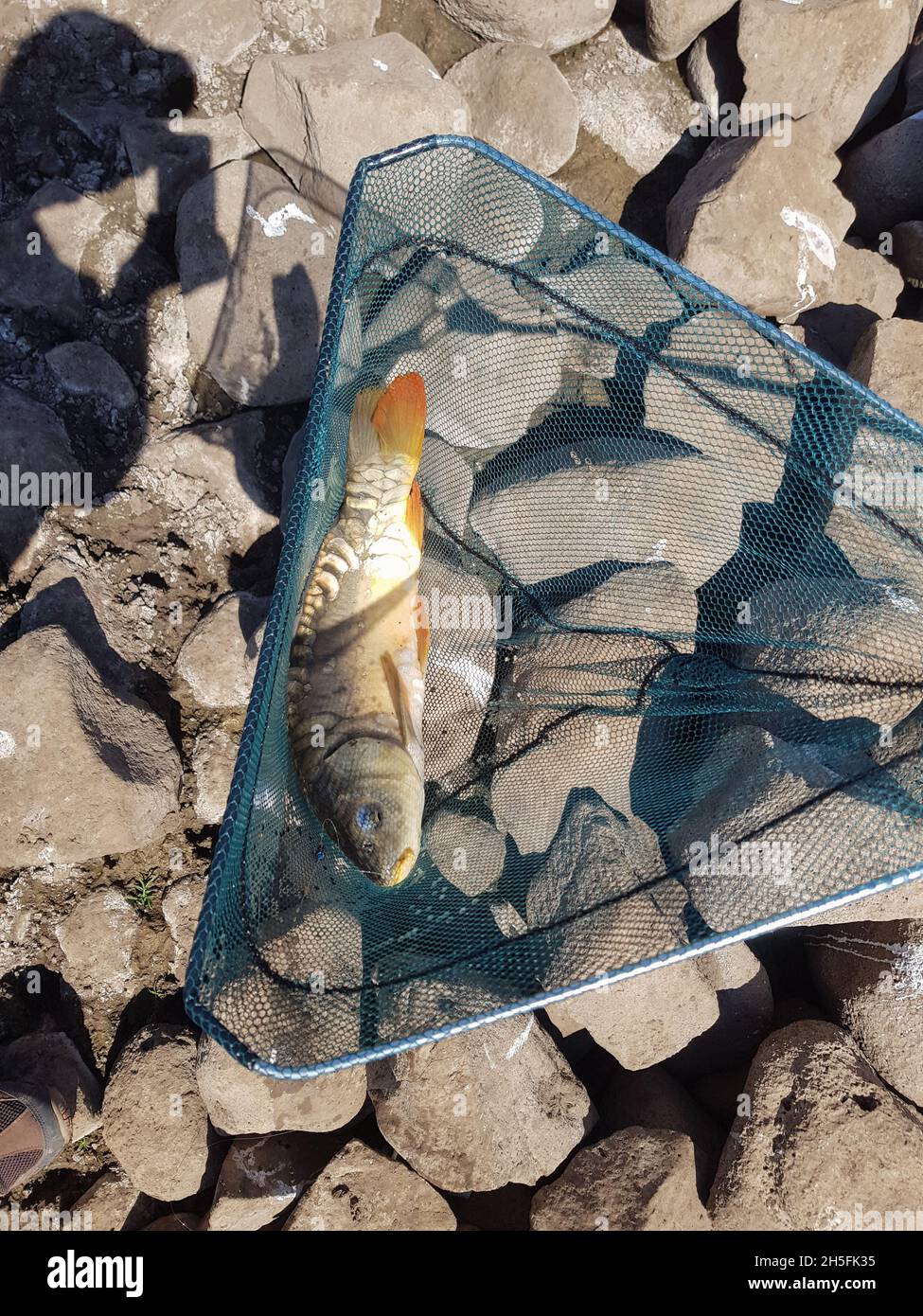 Ein Fisch, der auf einer Angelrute gefangen wird, die mit einem Netz aus dem Wasser genommen wurde, liegt am Ufer Stockfoto