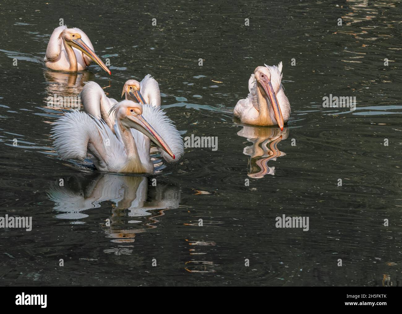 Vier rosa Pelikane beim Schwimmen Stockfoto