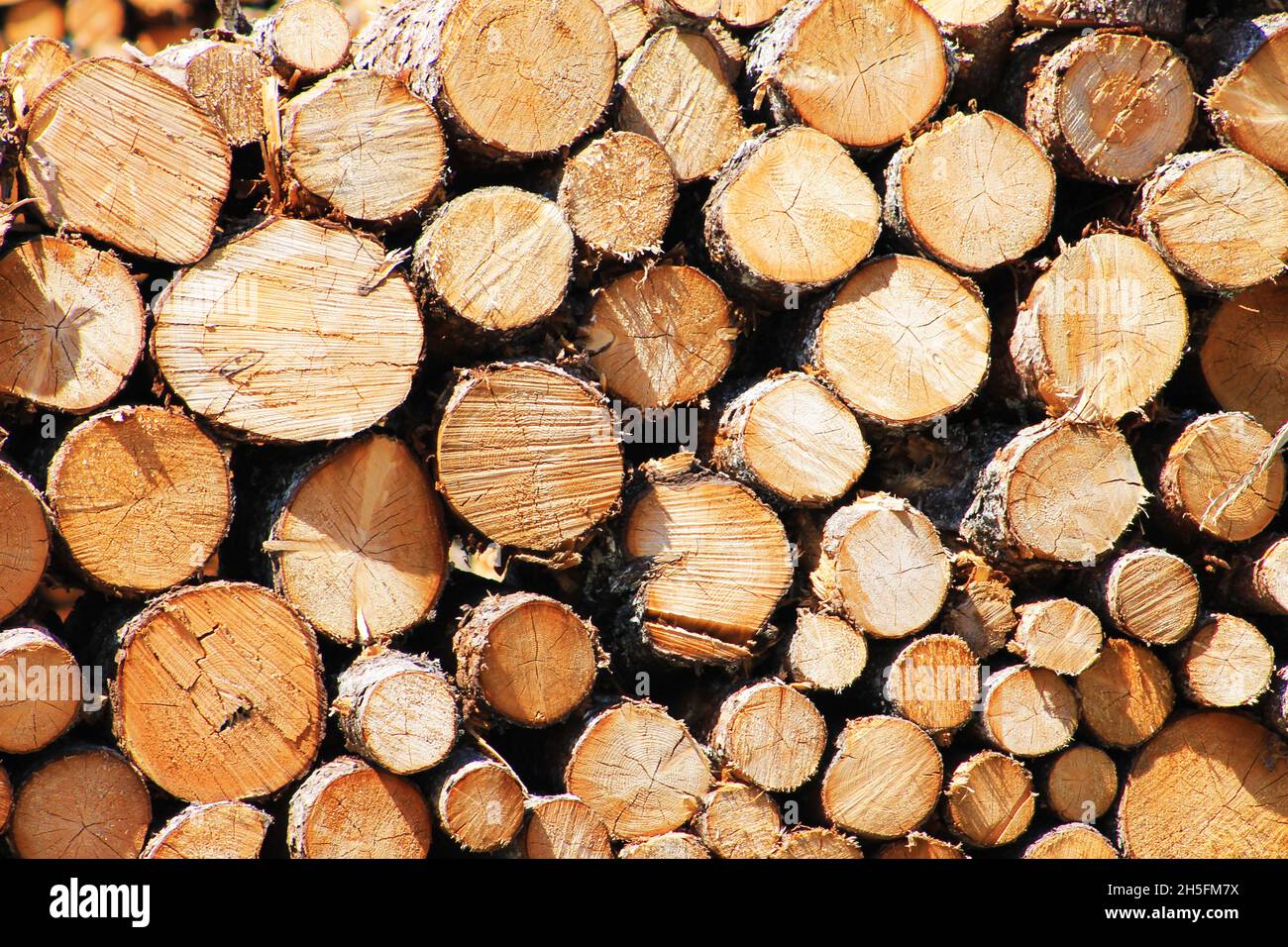 Nahaufnahme der Schnittenden eines Bündels von Holzstämmen in einem Holzstapel. Stockfoto