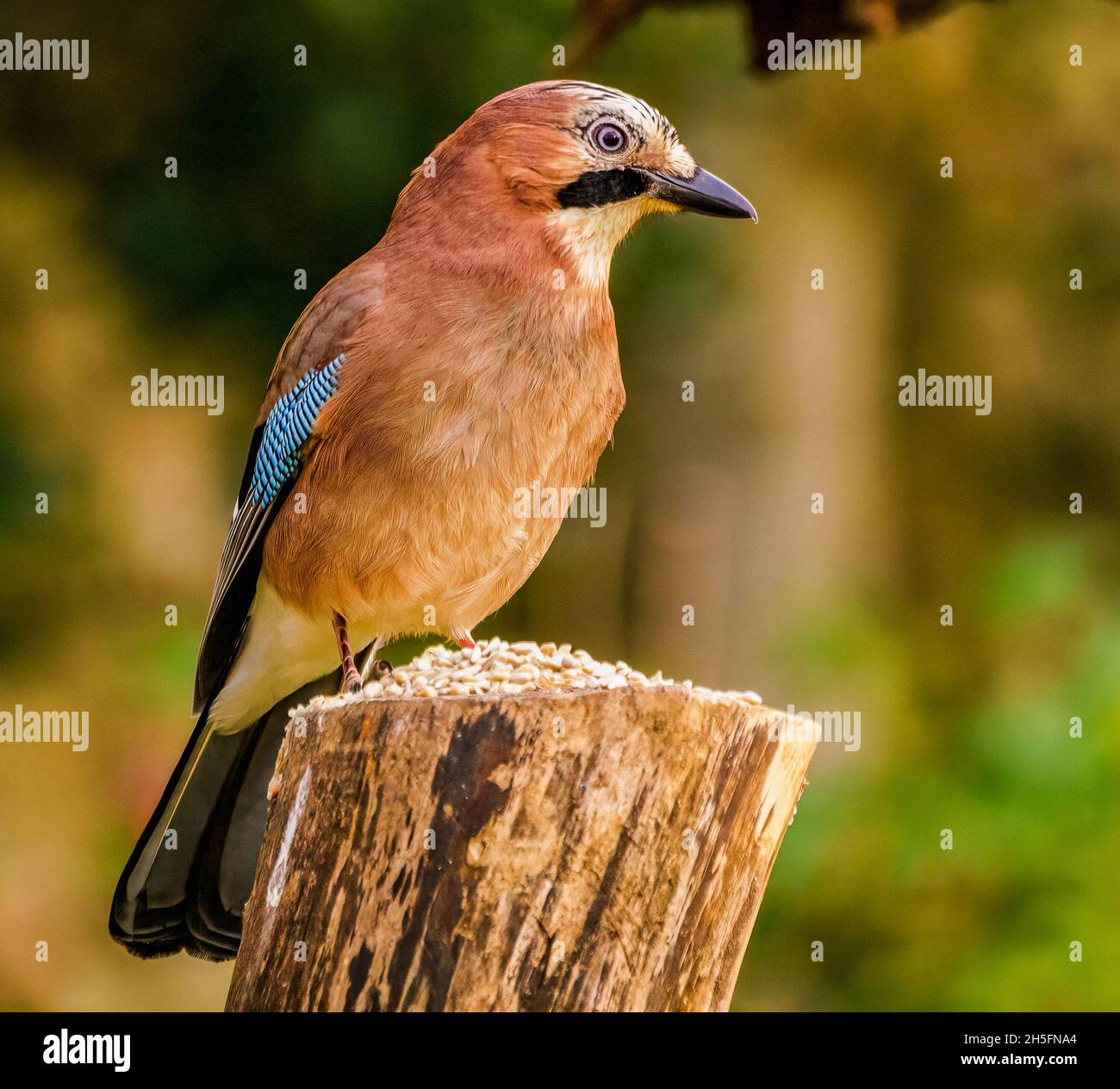 Eurasischer Jay in Ruhe in Cotswolds, UK Garden Stockfoto