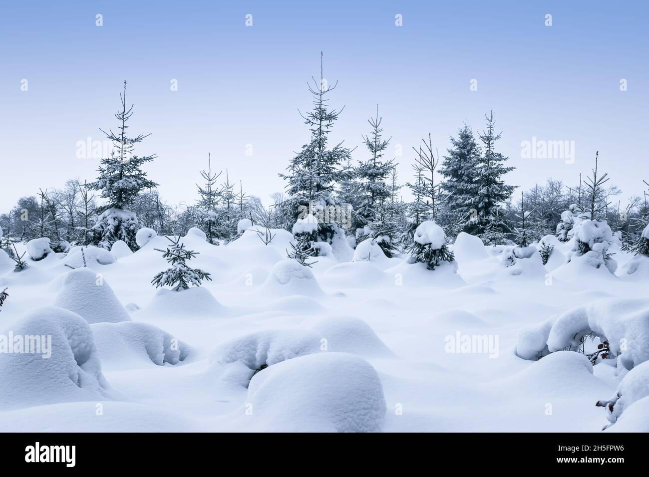 Schneebedeckte Bäume im magischen Winterwald. Stockfoto