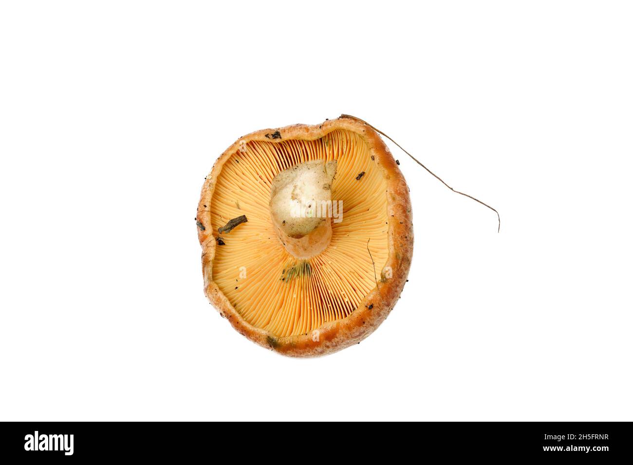 Lactarius deliciosus ackt den Safranmilchdeckel und den roten Kiefernpilz auf weißem Hintergrund. Stockfoto