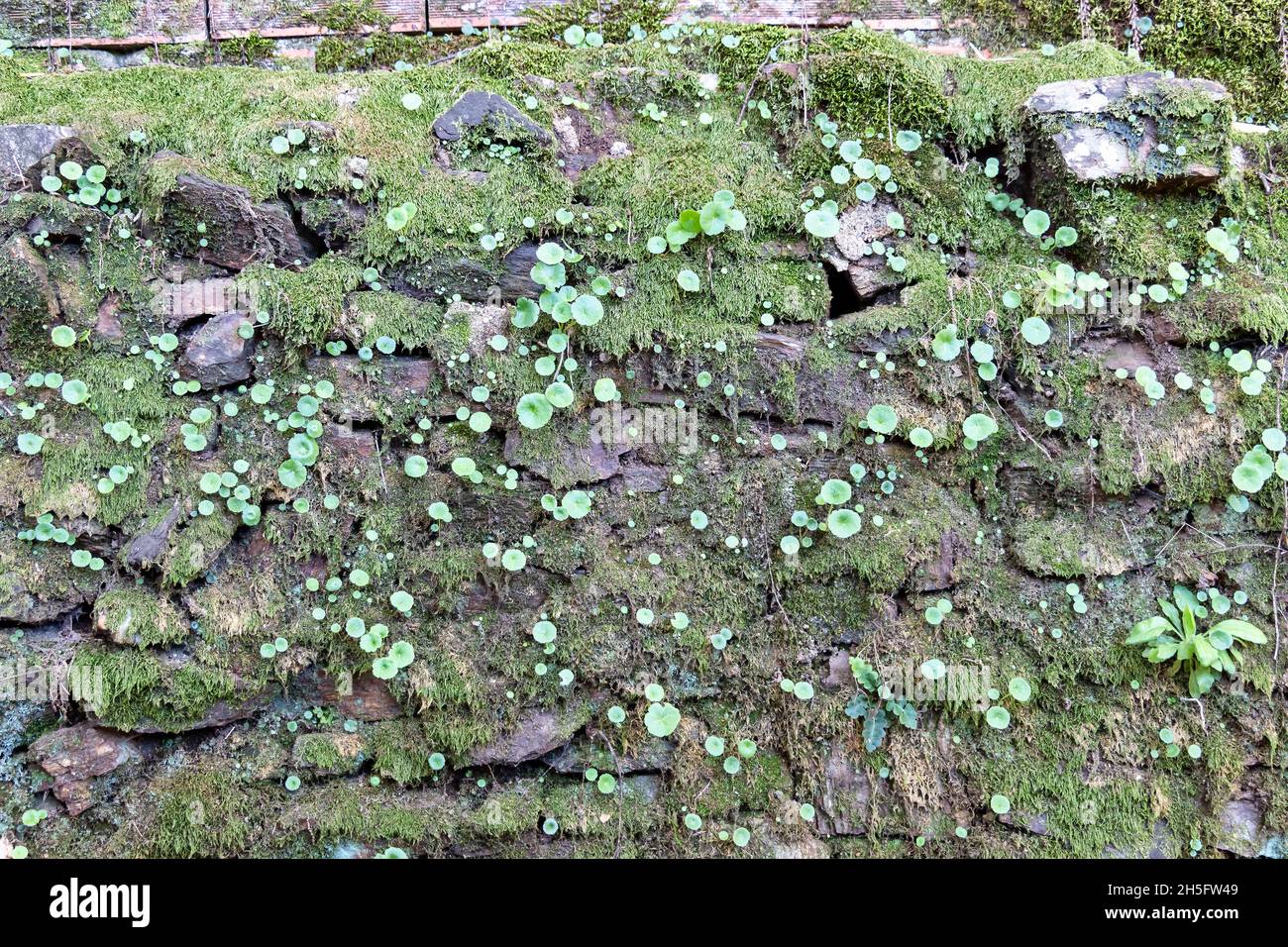 Blick auf grünes Moos in einer Steinmauer Stockfoto
