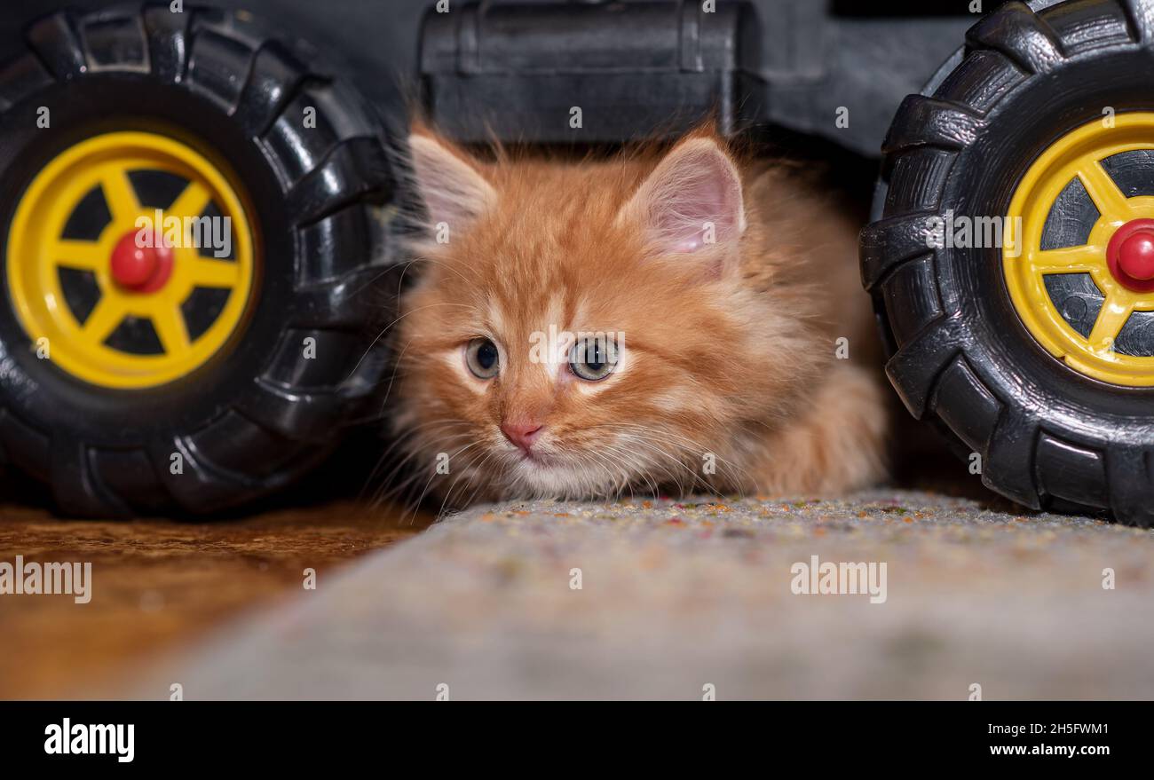 Das Kätzchen sitzt neben einem Spielzeugkipper. Katze und LKW. Horizontales Foto. Stockfoto