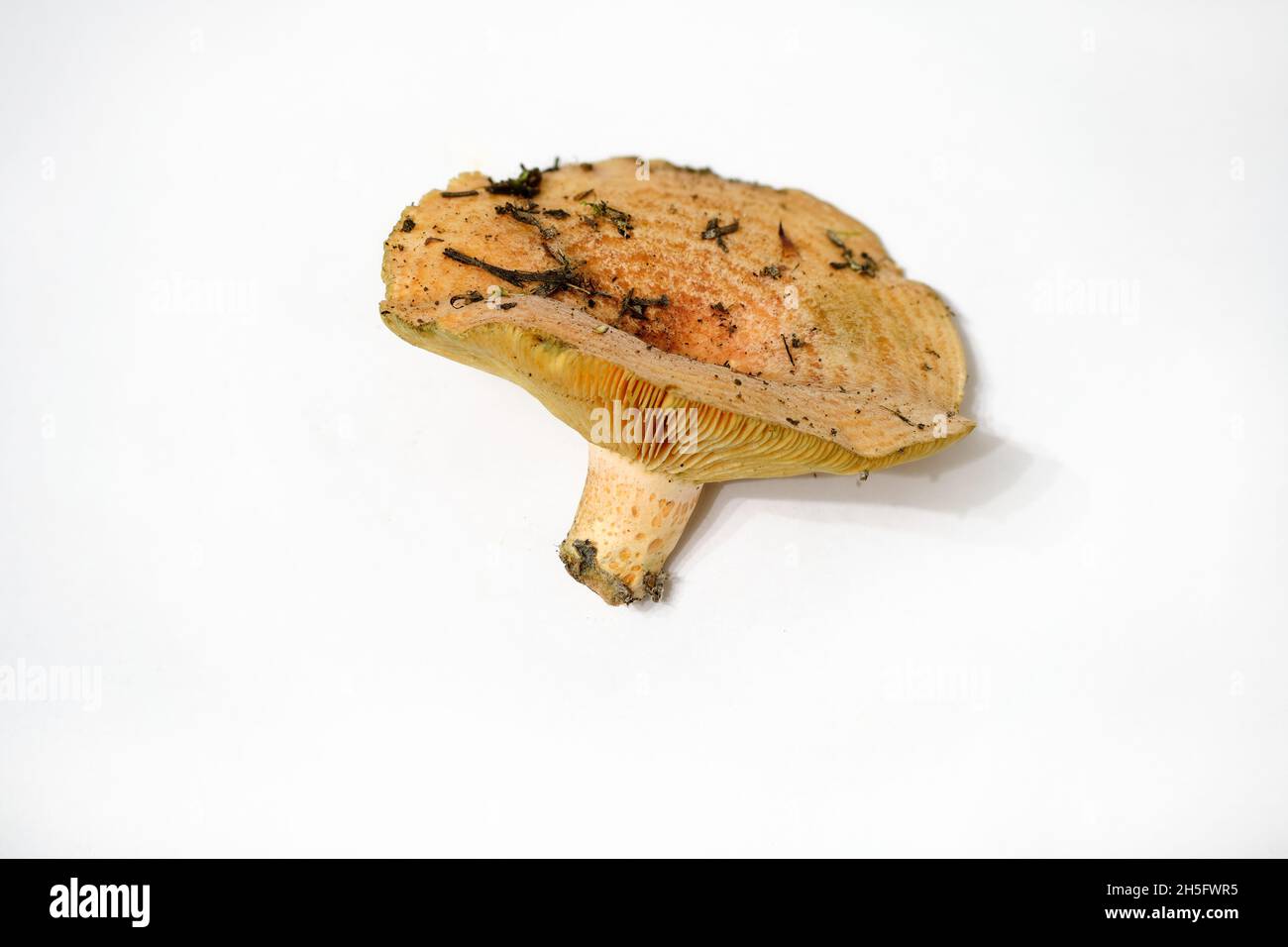 Lactarius deliciosus ackt den Safranmilchdeckel und den roten Kiefernpilz auf weißem Hintergrund. Stockfoto