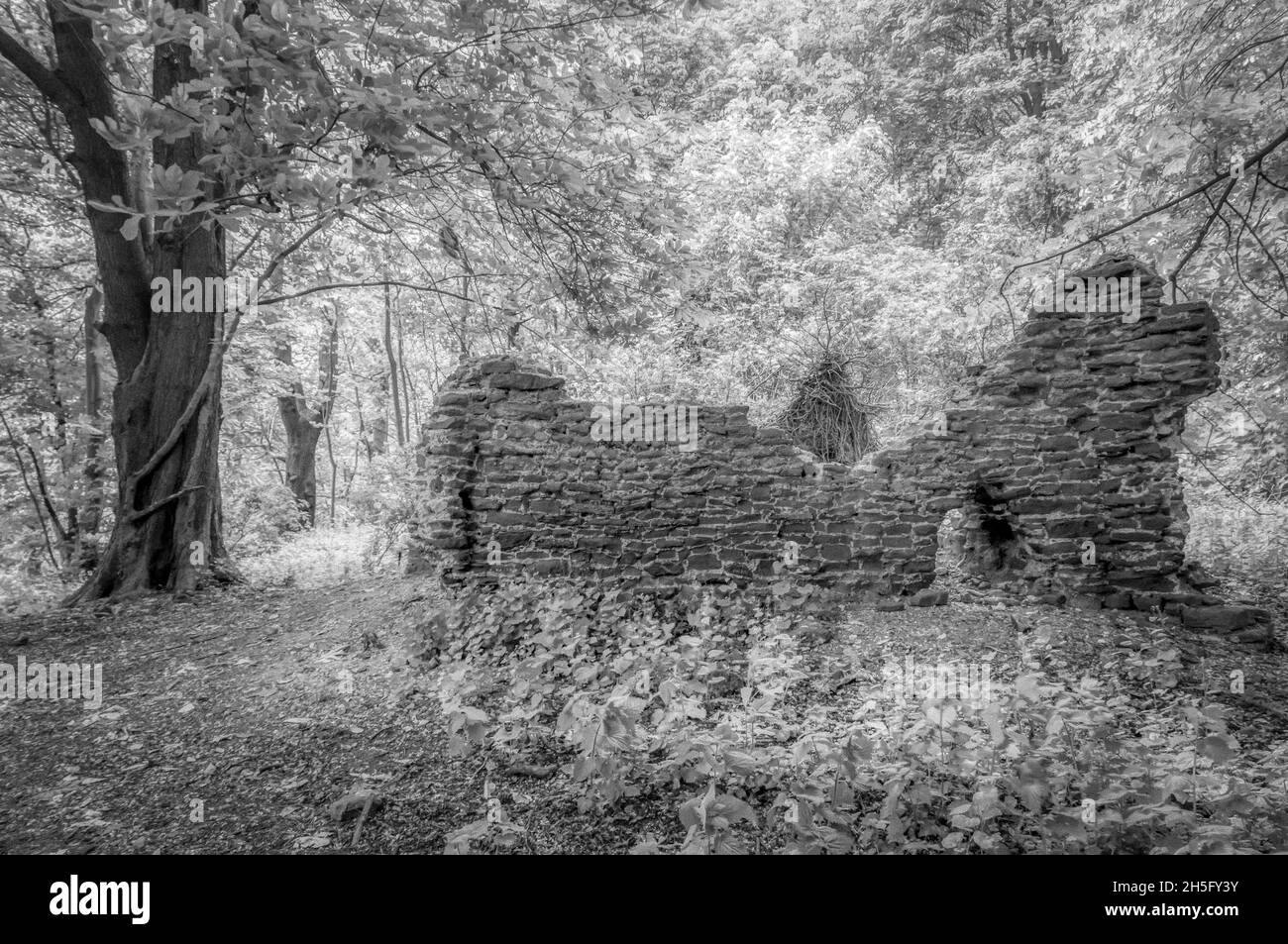 Schwarz-Weiß-Infraroteffekt eines alten zerstörten Gebäudes, das im Wald von Norfolk verloren gegangen ist. Stockfoto