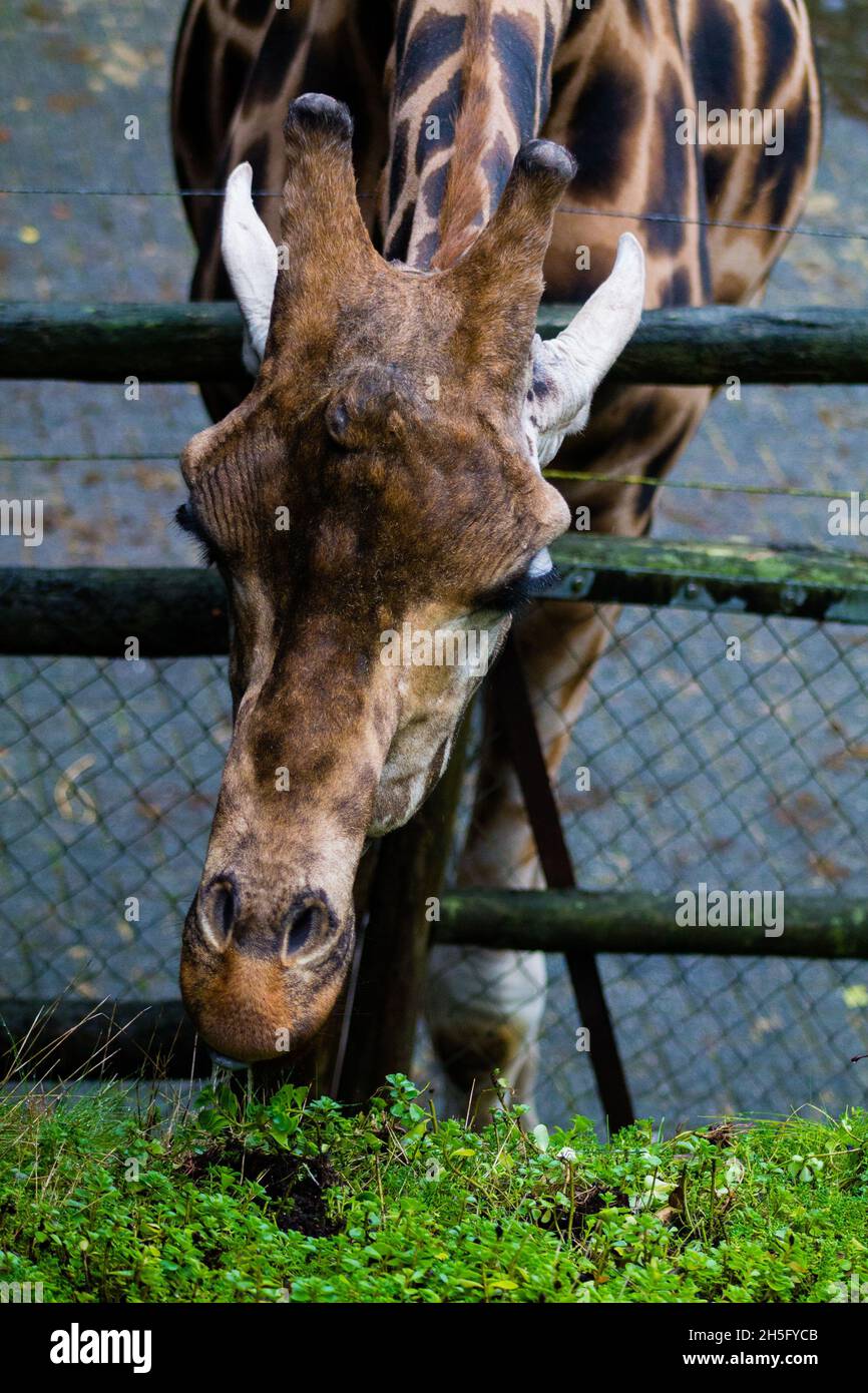 Nahaufnahme eines großen Kopfes einer braunen Giraffe, die die Holzbarriere passiert Stockfoto