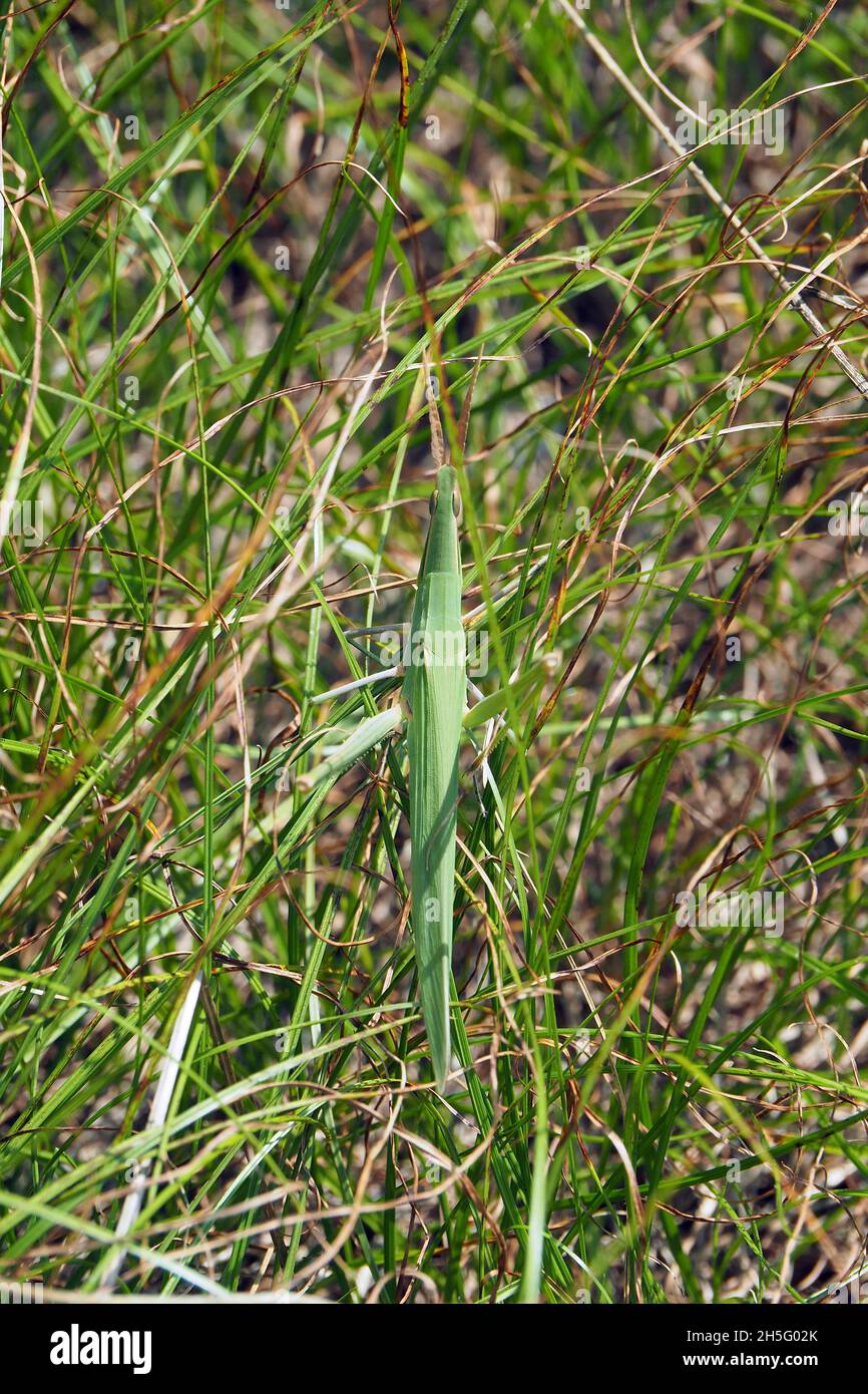 Kegelkopfgrasschrecke, Nasenrasengrasschrecke, gewöhnliche