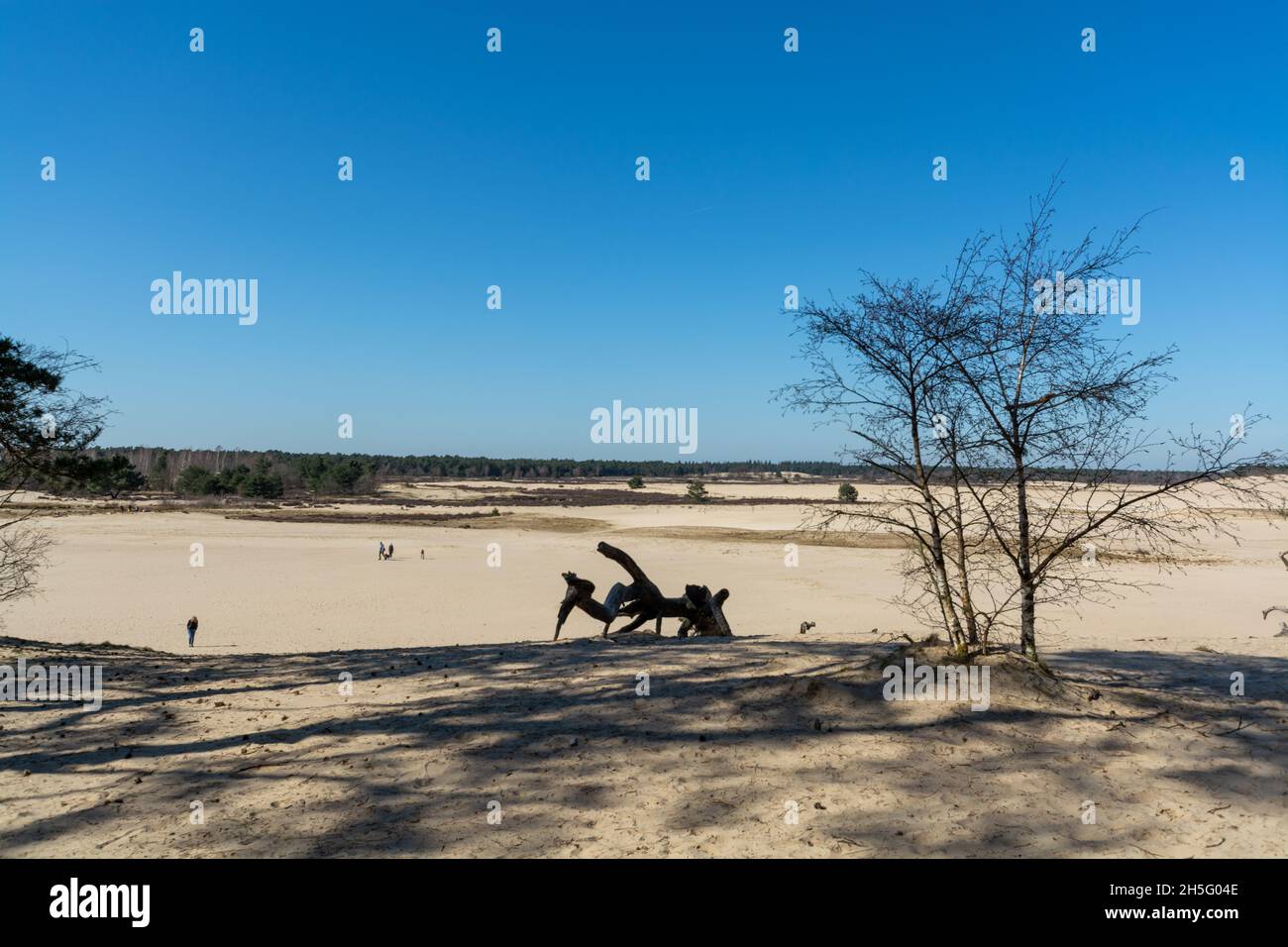 Wanderwege im niederländischen Nationalpark in Nordbrabant mit gelben Sanddünen, Kiefernwald und getrockneten alten Wüstenpflanzen, Naturhintergrund Stockfoto
