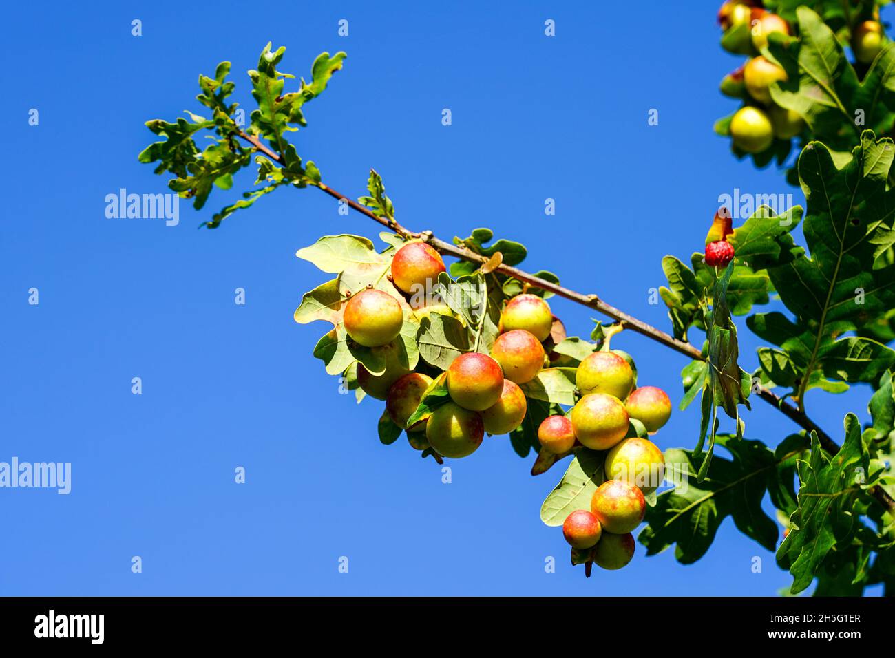 Cynaps quercusfolii Galle Kugeln auf Eichenblatt gegen einen blauen Himmel. Die Galleneiche wird durch das Insekt Cynips gallae tinctoriae verursacht Stockfoto