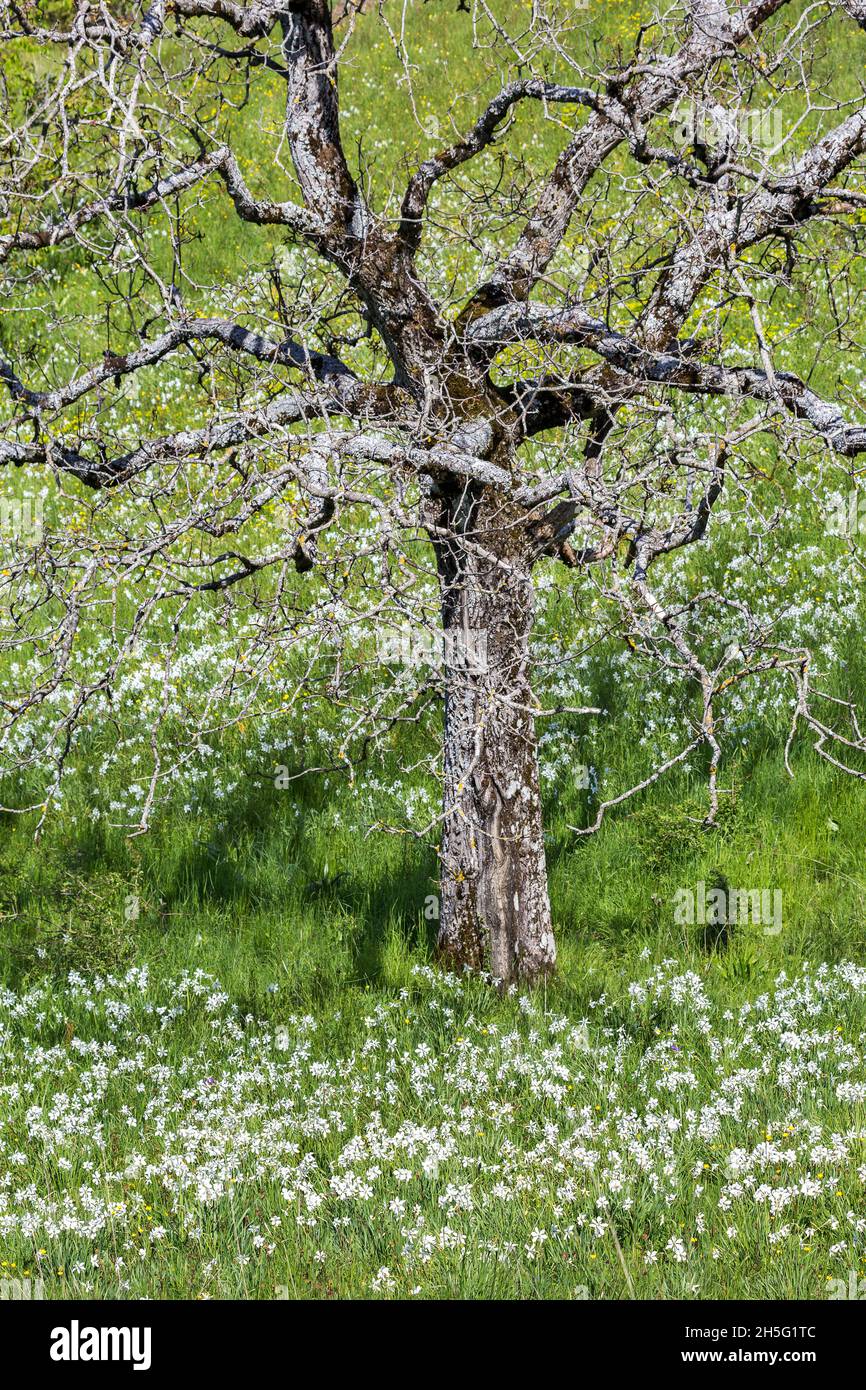 Frühlingsfeld mit wilder Narzissen Blume (Narzissen poeticus) um einen alten Baum Stockfoto