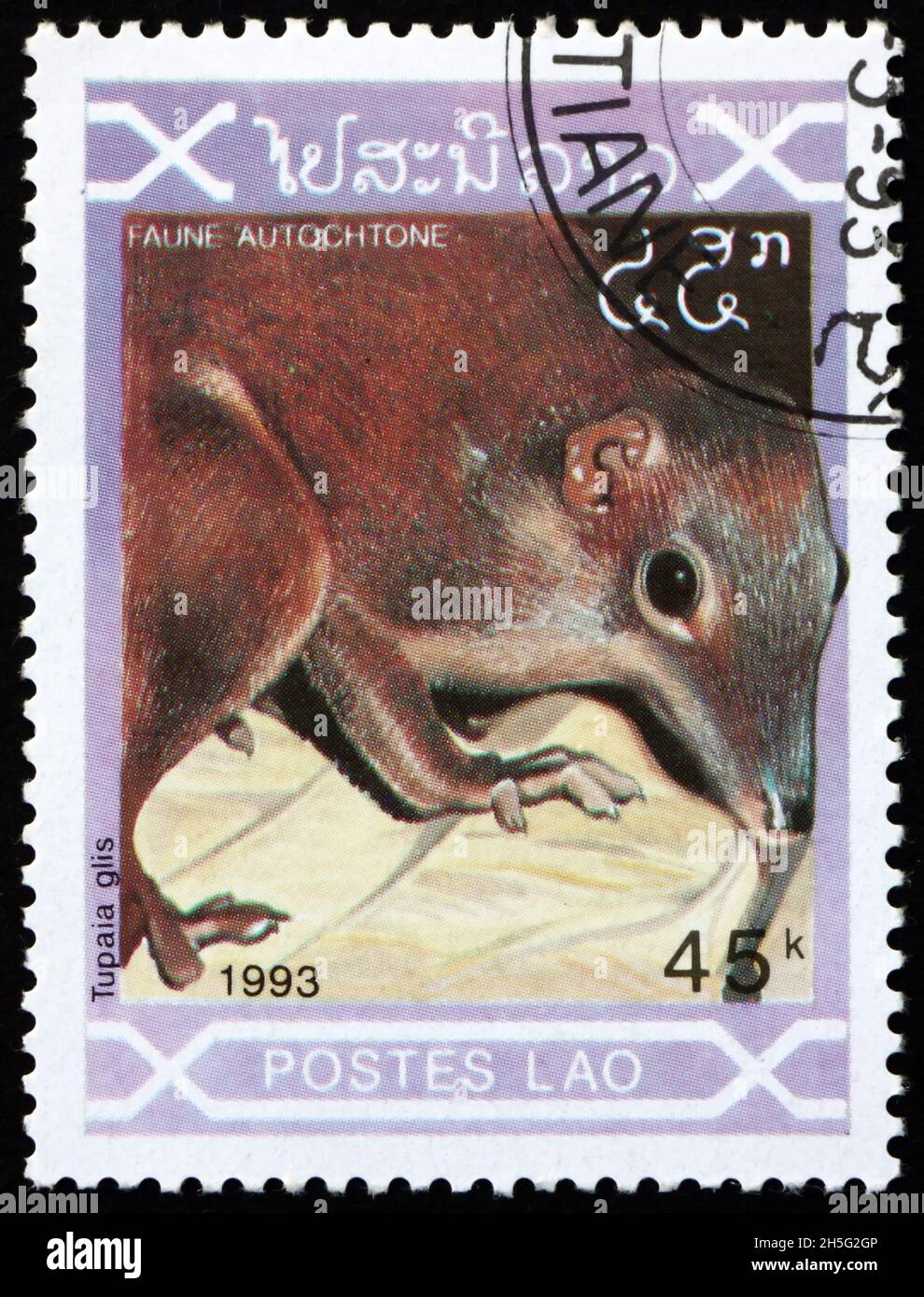 LAOS - UM 1993: Eine in Laos gedruckte Briefmarke zeigt die gewöhnliche Baumrebe tupaia glis, ein Kleinsäugetier, das um 19 in Thailand, Malaysia und Indonesien beheimatet ist Stockfoto