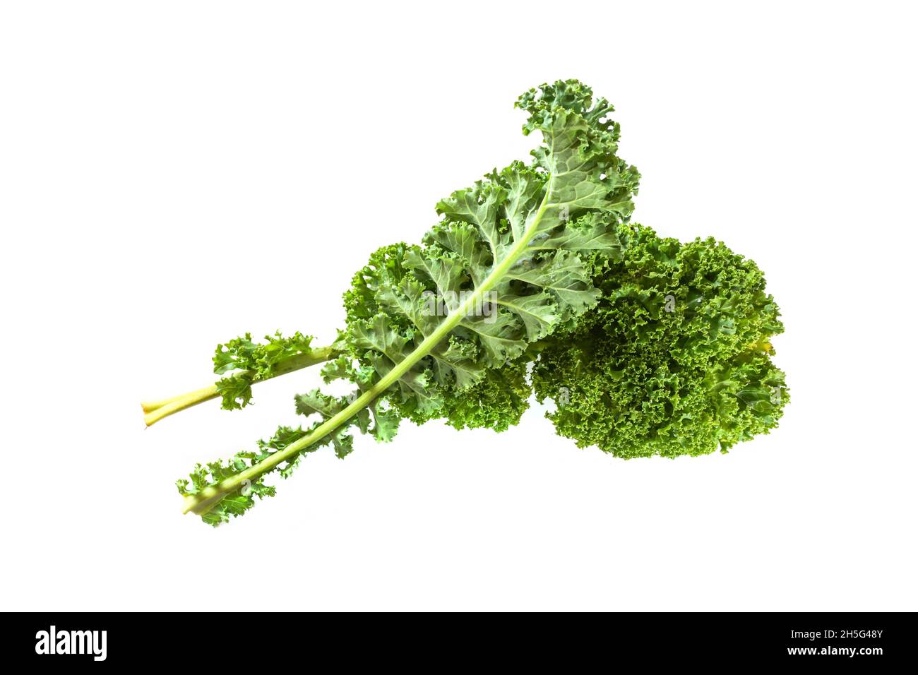 Winter-Gemüsekohl oder Grünblättriger Kohl, zwei lockige Blätter isoliert auf weißem Hintergrund, gesundes Essenskonzept, Kopierraum, ausgewählter Fokus Stockfoto
