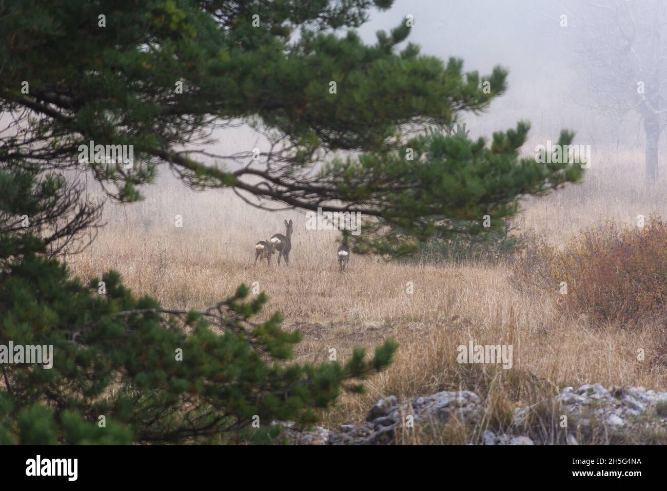 Reh-Waldnebel. Wilde, schüchterne, niedliche Tiere laufen in die Ferne. Wunderschöne Tierwelt. Ein erstaunlicher Moment in einem nebligen Herbstwald. Braun wenig Stockfoto