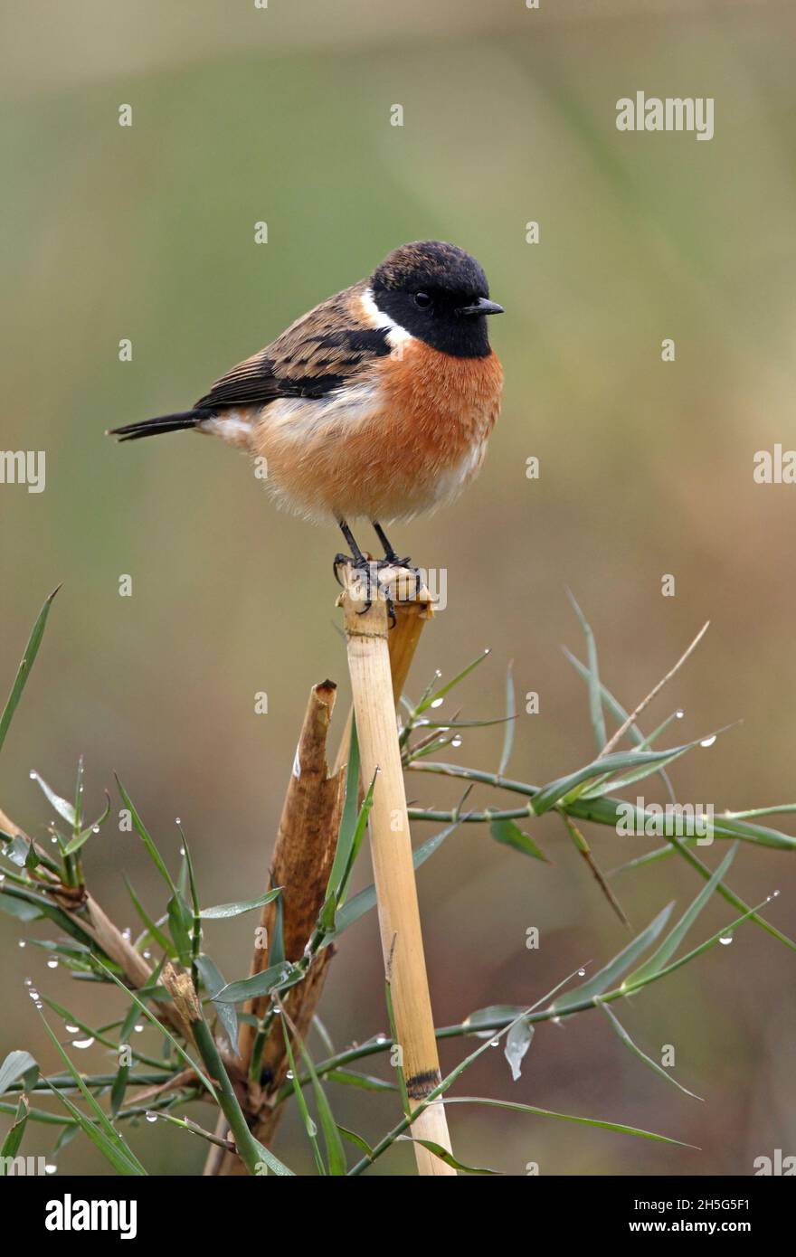 Gewöhnliches Stonechat (Saxicola torquata) Männchen, das auf dem toten Schilf des Chitwan NP, Nepal, thront Januar Stockfoto