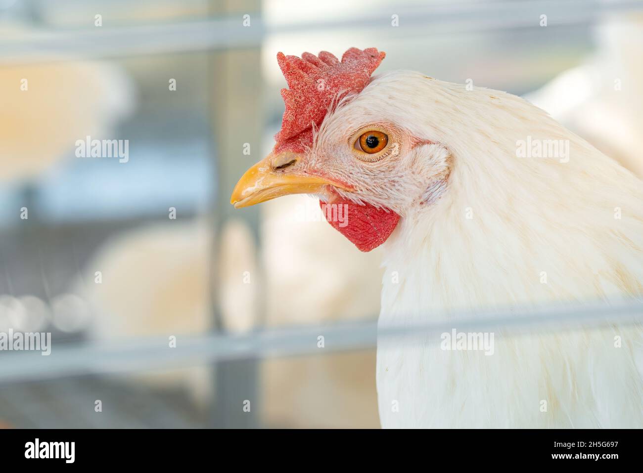 Nahaufnahme des weißen Hühnerkopfes mit selektivem Fokus Stockfoto