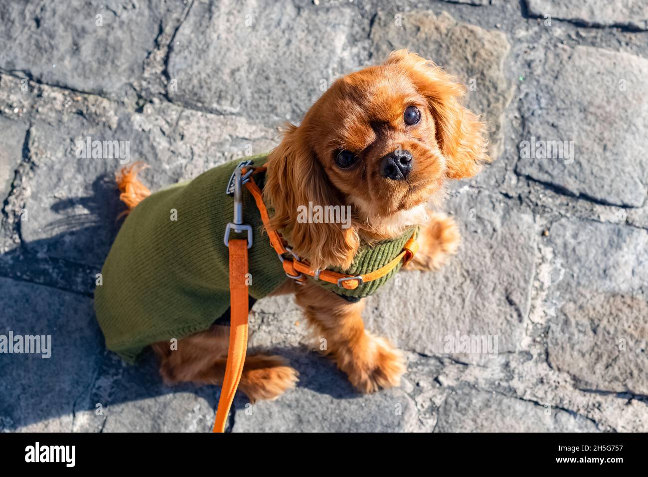 Ein Hund, ein süßer Welpe Kavalierkönig charles sitzt auf der Straße, mit einem grünen Pullover Stockfoto
