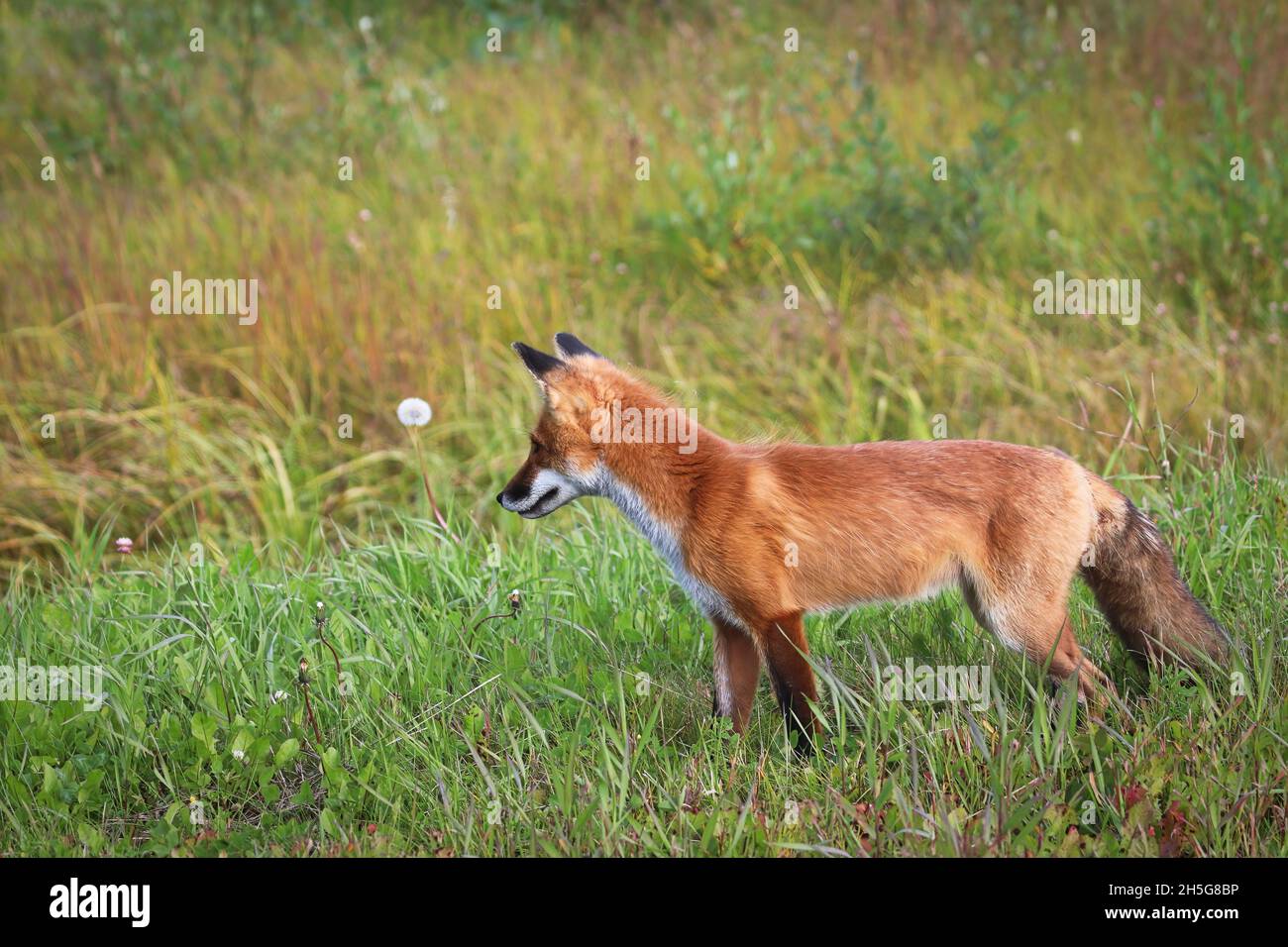 Nahaufnahme eines Rotfuchses, der im Gras jagt Stockfoto