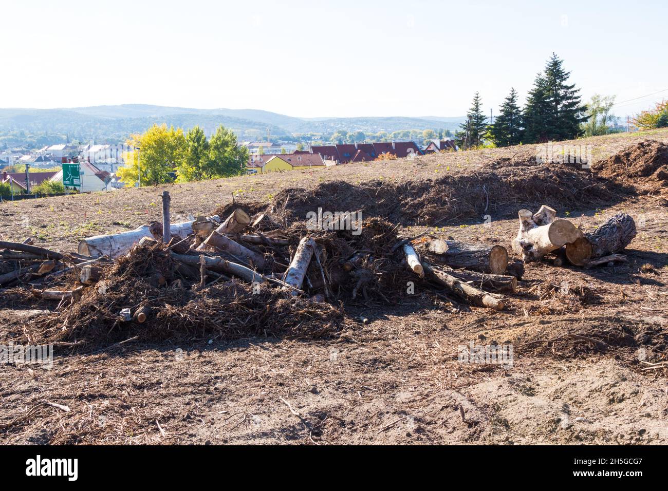 Baumstämme wurden gefällt und auf dem Boden gehackt, wodurch Platz für den neuen Park, Koronazodomb, Sopron, Ungarn, wurde Stockfoto