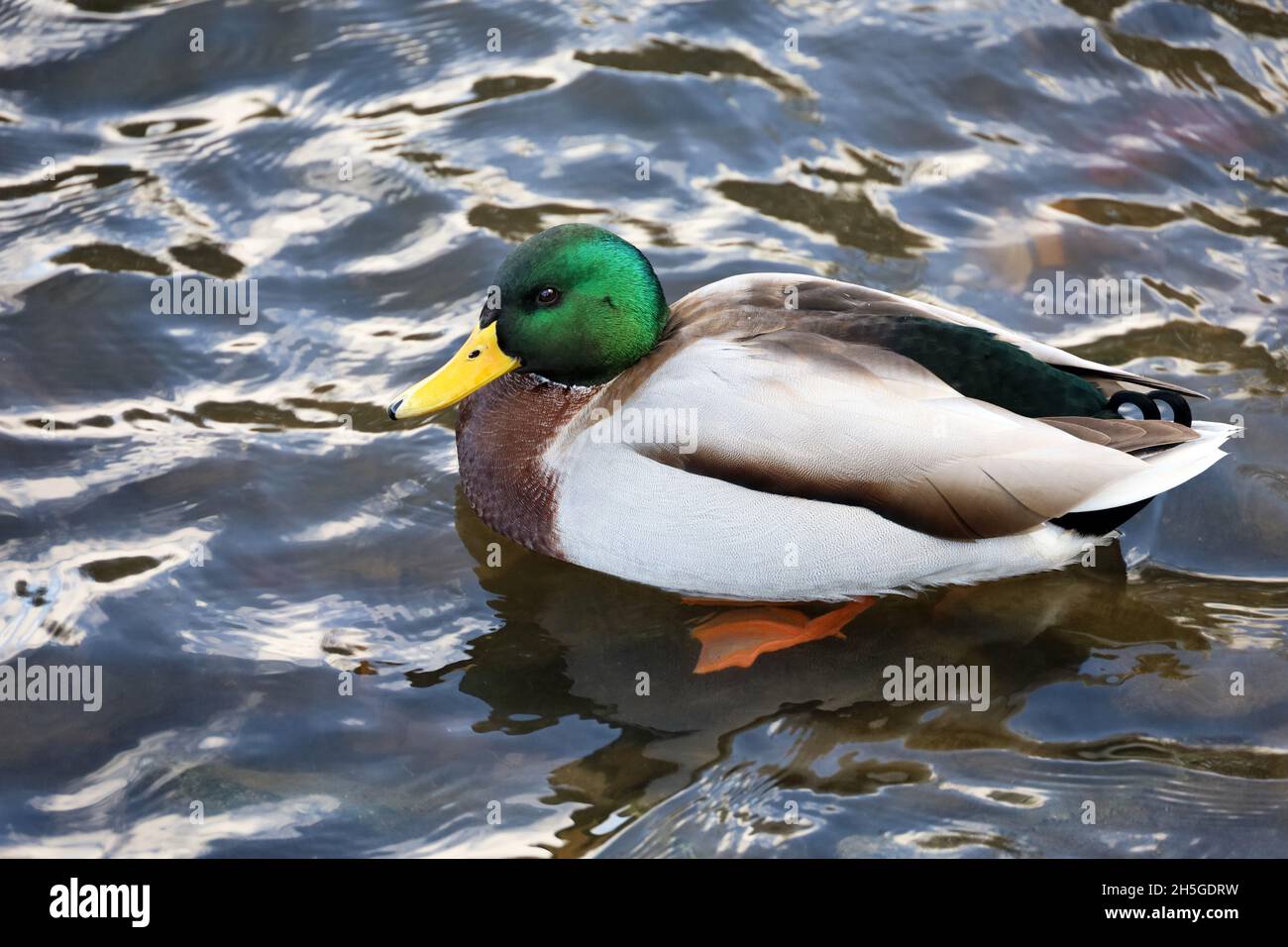 Mallard-Ente, die in einem Wasser ruht. Porträt einer männlichen Wildente im See Stockfoto