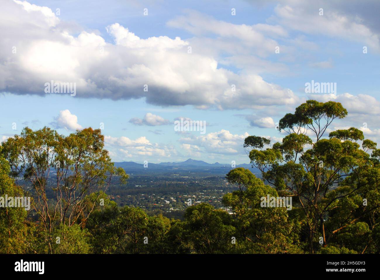 Blick vom Mt Coot tha in der Nähe von Brisbane Australia auf Vororte und Berge im Hintergrund, eingerahmt von hohen Gummibäumen Stockfoto