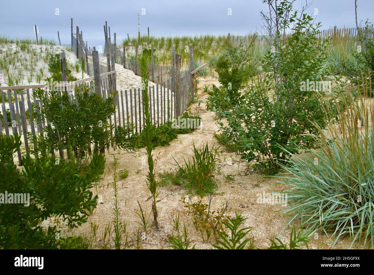 Wooden Beach oder Dune Fence schützt die Düne in Long Beach Island, NJ, USA. Dünengras und andere einheimische Pflanzen wachsen im Sand. Stockfoto