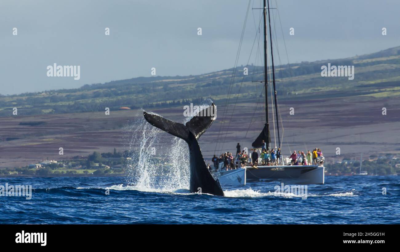 Buckelwale, Hawaiianische Inseln Buckelwale National Marine Sanctuary, Hawaii Stockfoto