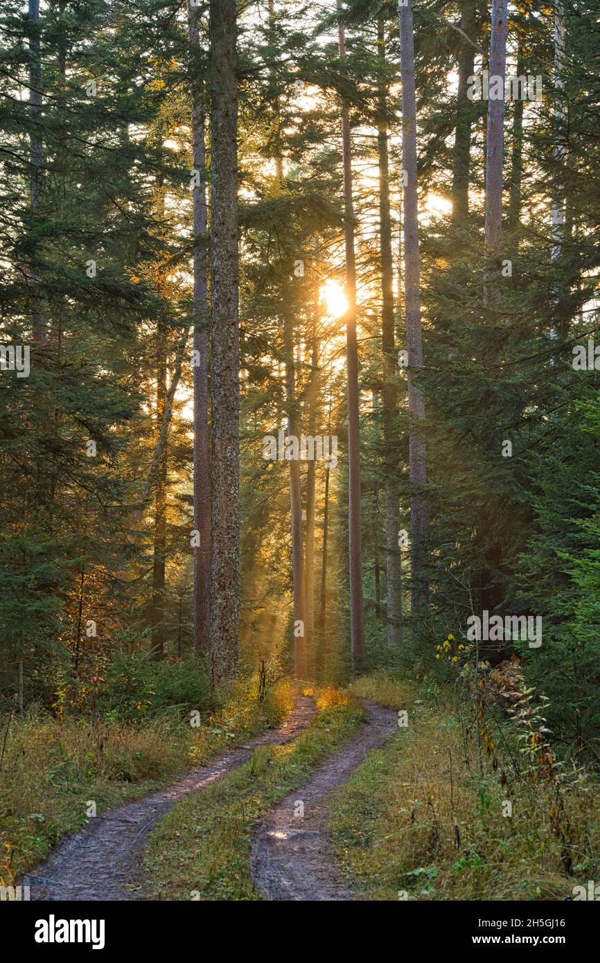 Silent Forest im Herbst mit schönen hellen Sonnenstrahlen Stockfoto