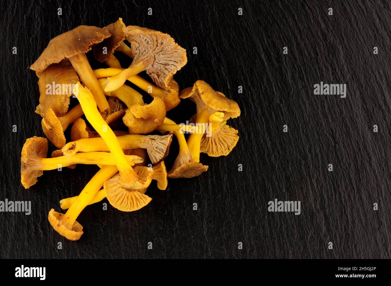 Frische Wildpilze aus Chanterelle auf Steinschiefergrund Stockfoto