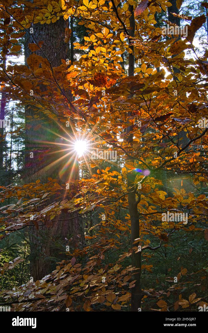 Silent Forest im Herbst mit schönen hellen Sonnenstrahlen Stockfoto