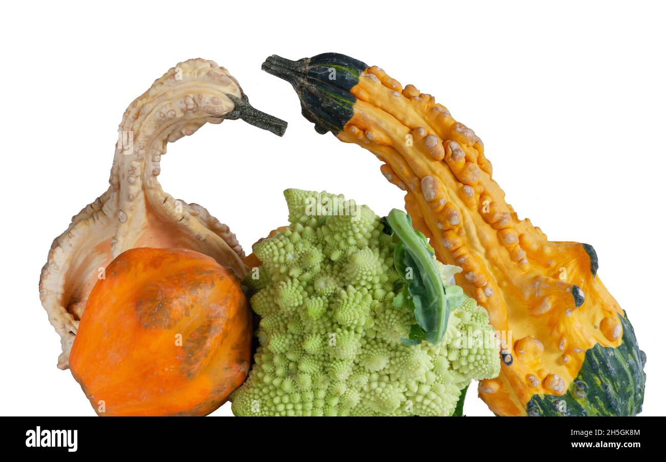 Sprechende Kürbisse mit romanesco frischem Gemüse, das logarithmische  Spirale hat. Holprige Kürbisse bunt mit Warzen in Orange, Gelb und Weiß.  Personifiziert Stockfotografie - Alamy